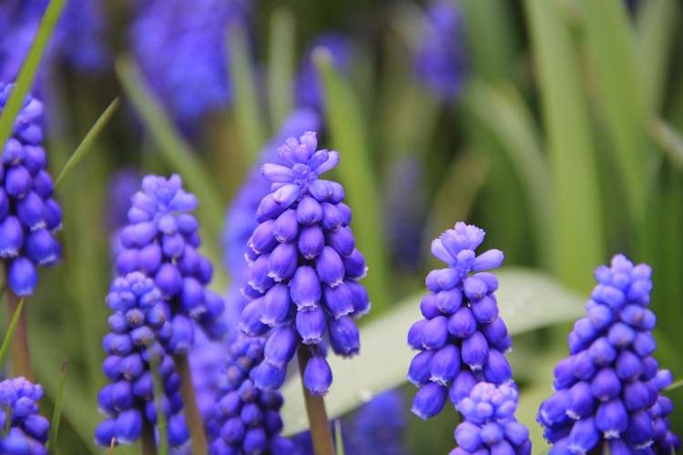 Muscari 'Armeniacum'
